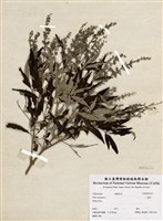 藏品(黃荊)的圖片